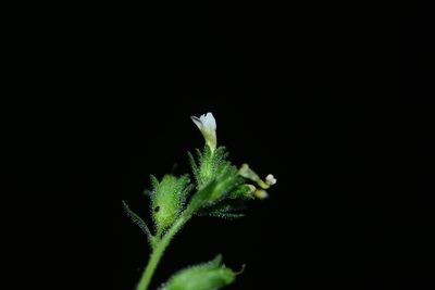 Jamesbrittenia dissecta, photographed by S.MORE