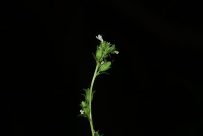Jamesbrittenia dissecta, photographed by S.MORE