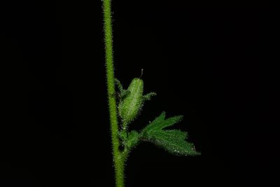 Jamesbrittenia dissecta, photographed by S.MORE
