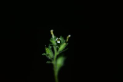 Jamesbrittenia dissecta, photographed by S.MORE