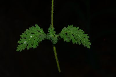 Jamesbrittenia dissecta, photographed by S.MORE