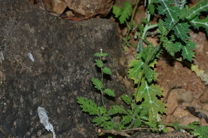 Jamesbrittenia dissecta, photographed by S.MORE