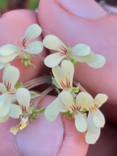 Pelargonium luteolum, photographed by kevin koen