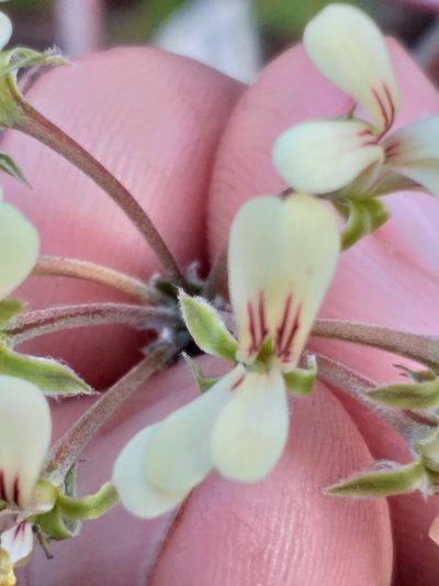 Pelargonium luteolum, photographed by kevin koen