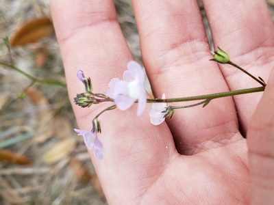 Nuttallanthus floridanus, photographed by Arturo Santos