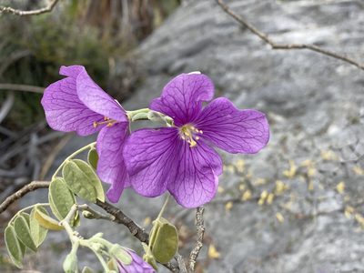 Morkillia acuminata, photographed by Claudio Cantú Muñiz