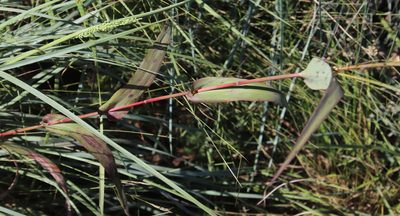 Diheteropogon amplectens, photographed by Tony Rebelo