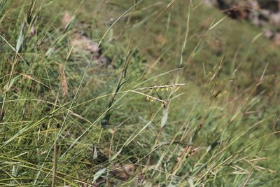 Diheteropogon amplectens, photographed by Tony Rebelo