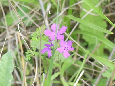 Phlox cuspidata, photographed by Morgan Hay