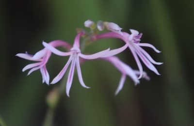 Radinosiphon leptostachya, photographed by Tony Rebelo