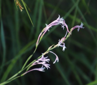 Radinosiphon leptostachya, photographed by Tony Rebelo