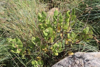 Tetradenia galpinii, photographed by Tony Rebelo