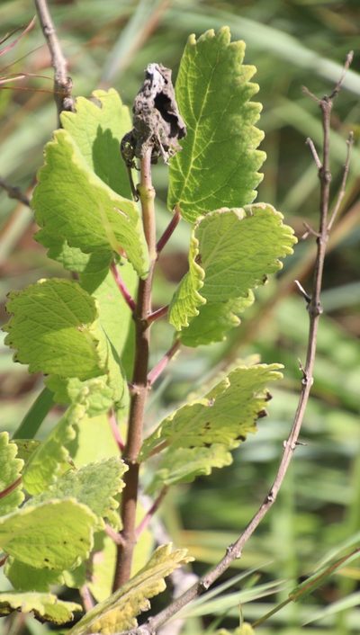 Tetradenia galpinii, photographed by Tony Rebelo