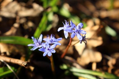 Scilla vindobonensis, photographed by David Sandler