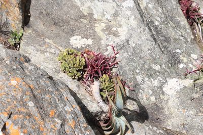 Aloe suprafoliata, photographed by Tony Rebelo