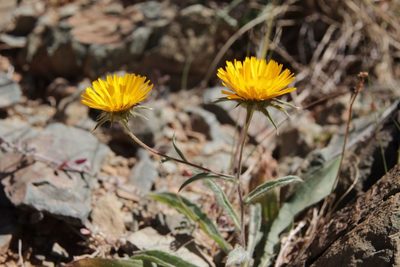 Pallenis cuspidata, photographed by Olivier Argagnon
