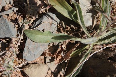 Pallenis cuspidata, photographed by Olivier Argagnon