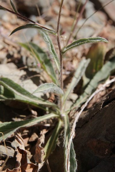 Pallenis cuspidata, photographed by Olivier Argagnon