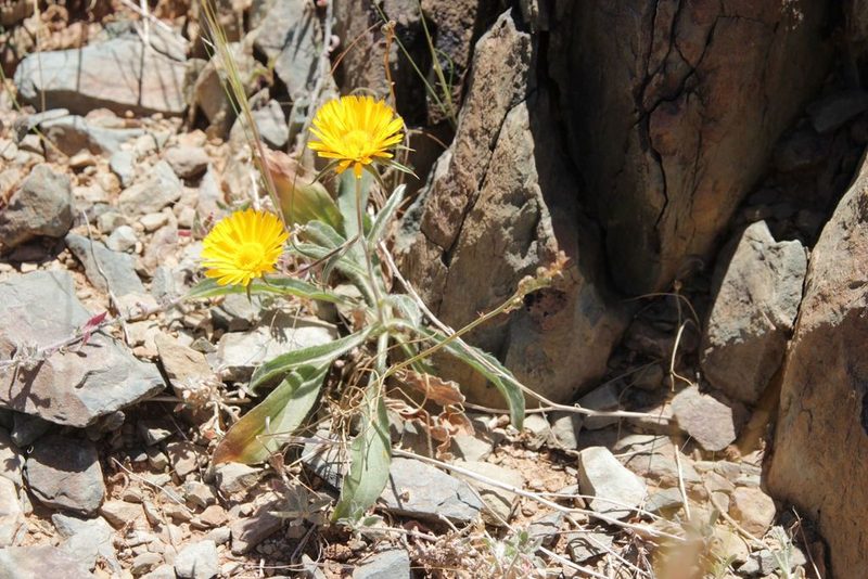 Pallenis cuspidata, photographed by Olivier Argagnon