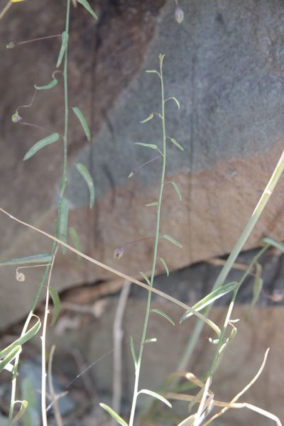 Nanorrhinum heterophyllum, photographed by Olivier Argagnon