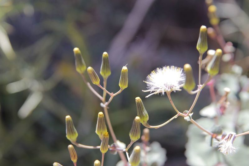 Senecio flavus, photographed by Olivier Argagnon
