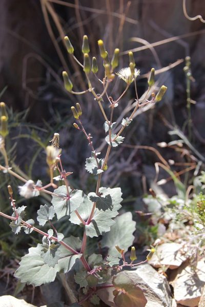 Senecio flavus, photographed by Olivier Argagnon