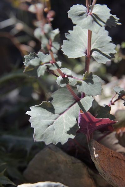 Senecio flavus, photographed by Olivier Argagnon