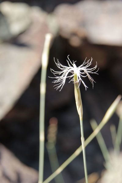 Dianthus crinitus, photographed by Olivier Argagnon