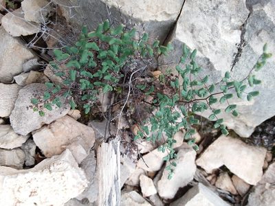 Argyrochosma microphylla, photographed by Alex