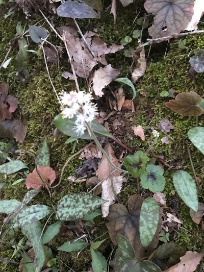 Tiarella cordifolia, photographed by Carol Ann McCormick
