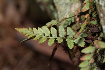 Asplenium bradleyi, photographed by Nathan Aaron