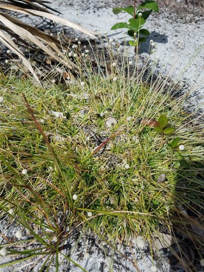 Paepalanthus beyrichianus, photographed by Scott Ward