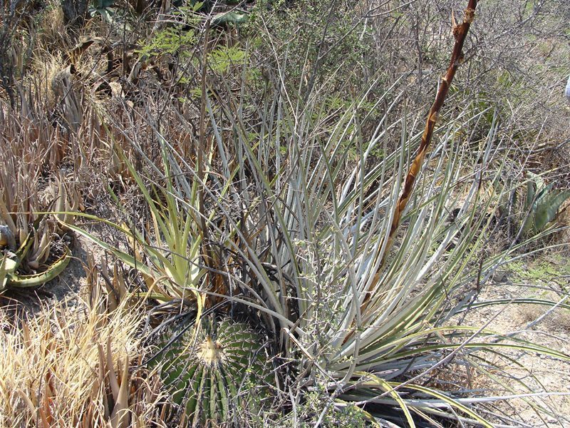 Hechtia confusa, photographed by Alexis López Hernández