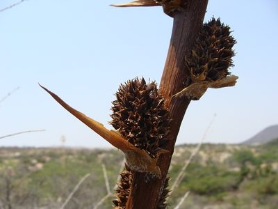 Hechtia confusa, photographed by Alexis López Hernández
