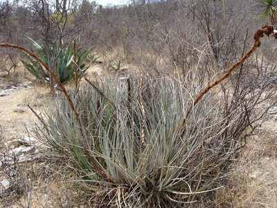 Hechtia confusa, photographed by Alexis López Hernández