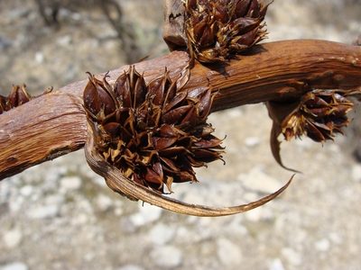 Hechtia confusa, photographed by Alexis López Hernández