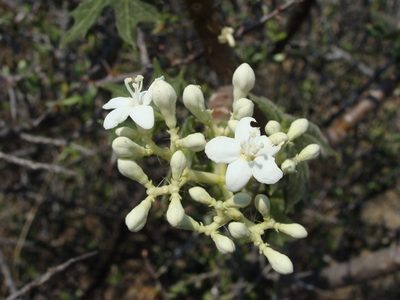 Cnidoscolus tehuacanensis, photographed by Alexis López Hernández
