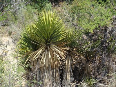 Yucca periculosa, photographed by Alexis López Hernández