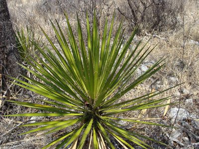 Yucca periculosa, photographed by Alexis López Hernández