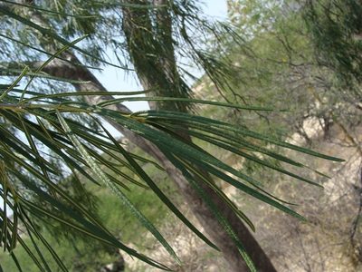 Forchhammeria macrocarpa, photographed by Alexis López Hernández