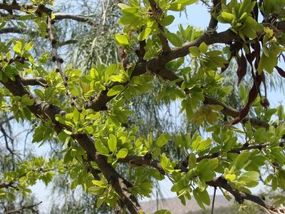 Vachellia bilimekii, photographed by Alexis López Hernández