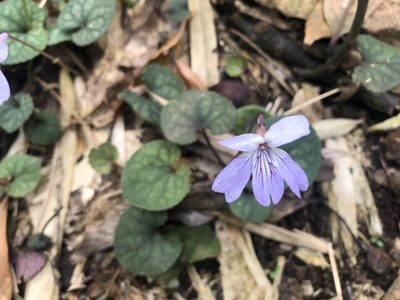 Viola formosana, photographed by 黃美滿