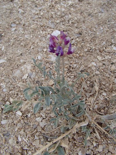Astragalus magdalenae, photographed by Tom Wainwright
