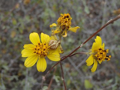 Bahiopsis chenopodina, photographed by Tom Wainwright