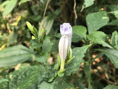 Strobilanthes flexicaulis, photographed by 黃美滿