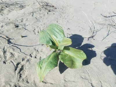 Rumex venosus, photographed by Jon Eilers
