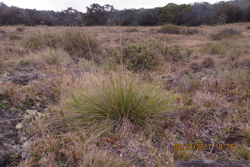 Deschampsia nubigena, photographed by Steve Wells
