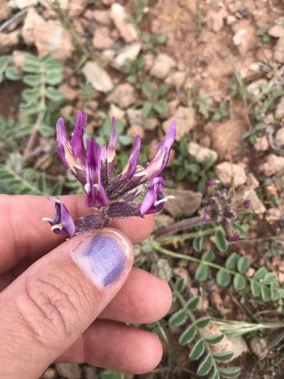 Astragalus holmgreniorum, photographed by Stephanie Taylor