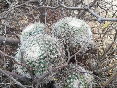 Mammillaria parkinsonii, photographed by Sandino Guerrero