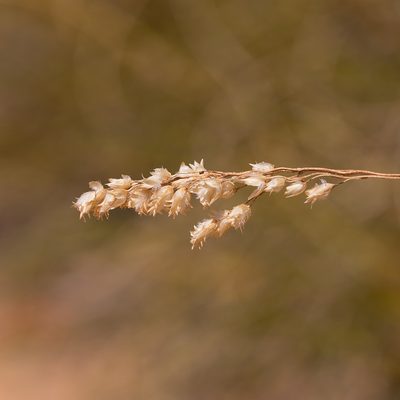 Triodia marginata, photographed by Kym Nicolson